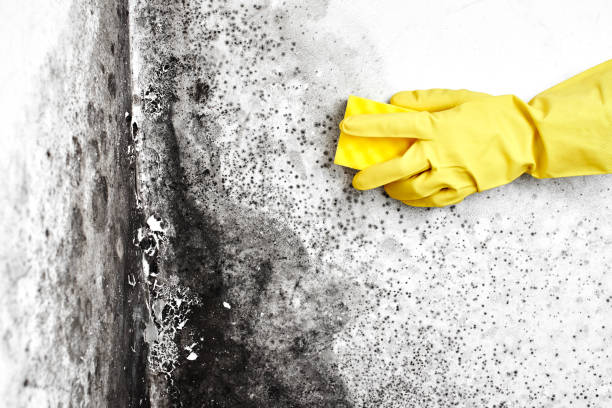 Best Mold Cleaning Services  in Tuttle, OK