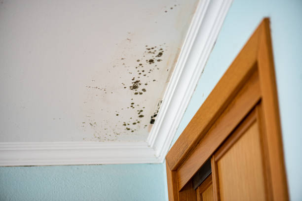 Best Mold Cleaning Services  in Tuttle, OK