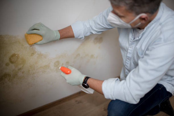Mold Testing and Removal in Tuttle, OK