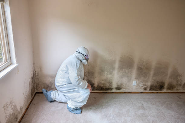  Tuttle, OK Mold Removal Pros