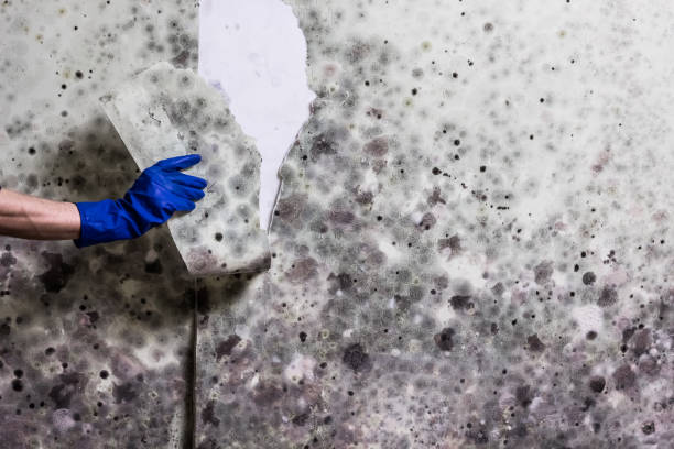 Best Certified Mold Removal  in Tuttle, OK