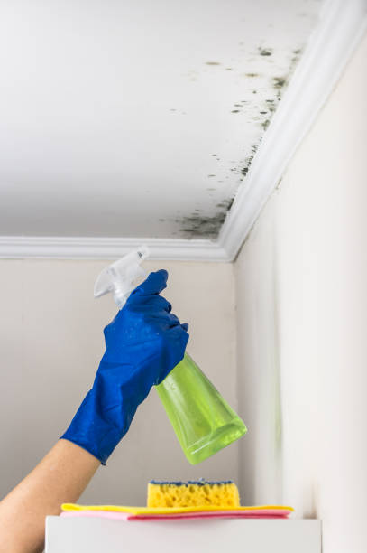 Best Commercial Mold Removal  in Tuttle, OK